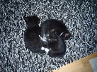 2010-08-22-19-11-P8220070