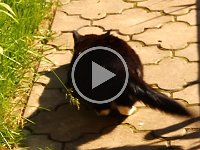 2013-06-11--MVI 2915